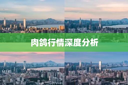 肉鸽行情深度分析