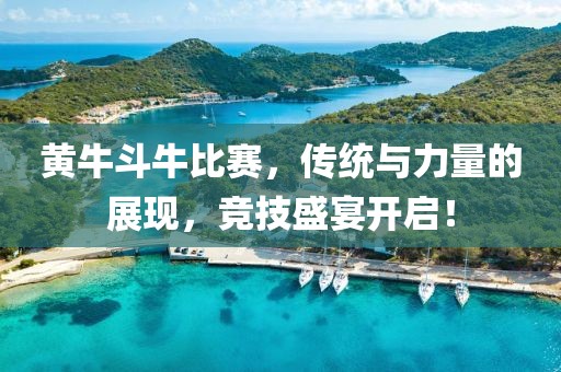 黄牛斗牛比赛，传统与力量的展现，竞技盛宴开启！