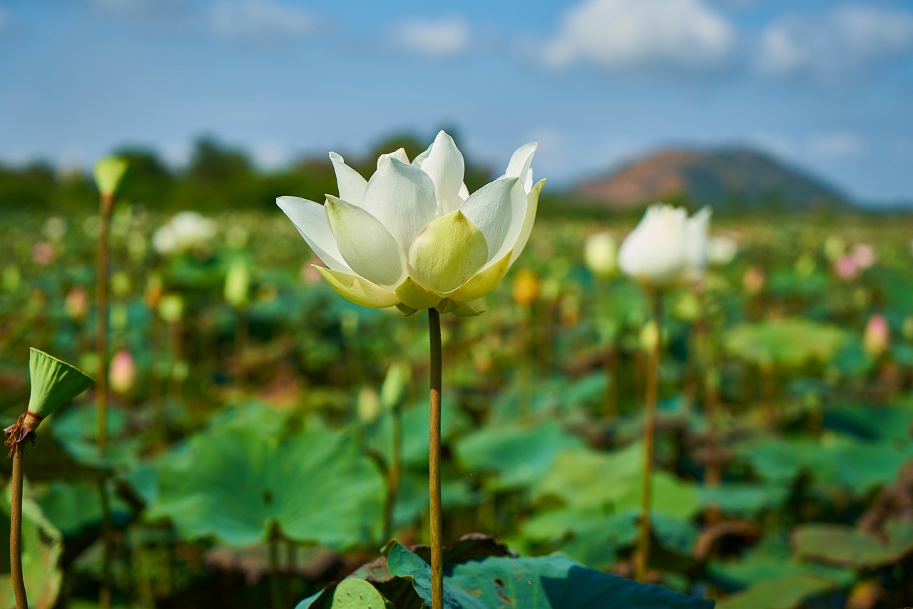 喜莲电影，银幕上绽放的莲花魅力