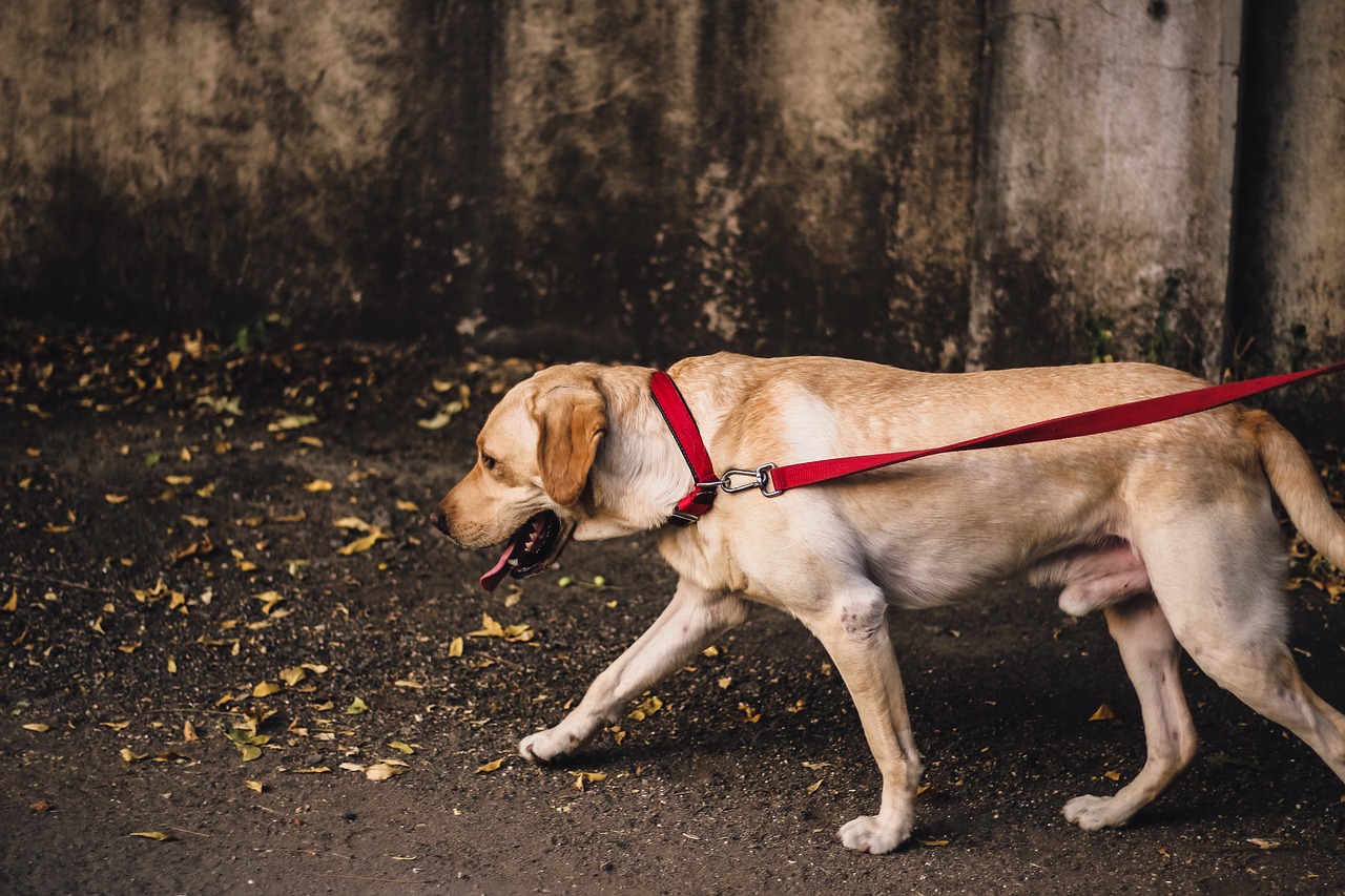 中华田园犬价格研究，市场趋势、品种特点与影响因素深度解析