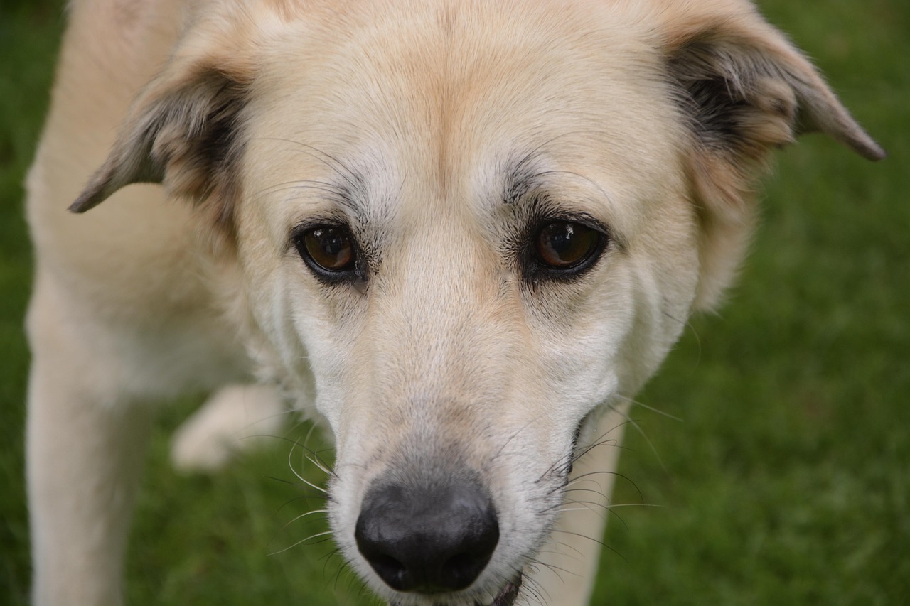牧羊犬价格概览，了解一只牧羊犬的市场价格是多少？