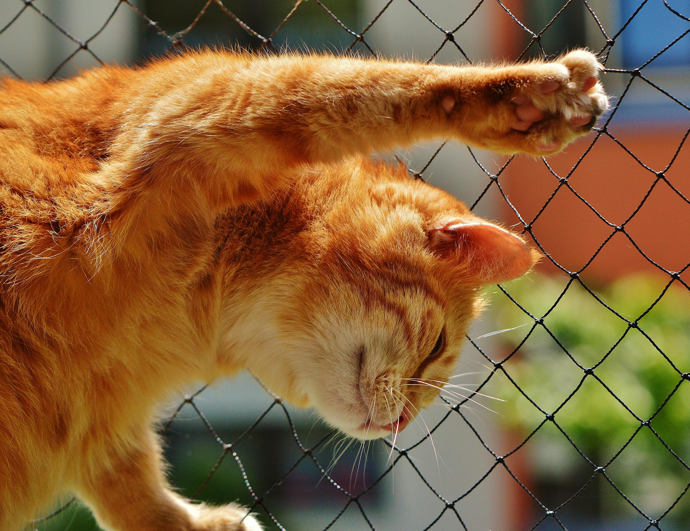 猫咪直播最新破解版探索与体验之旅