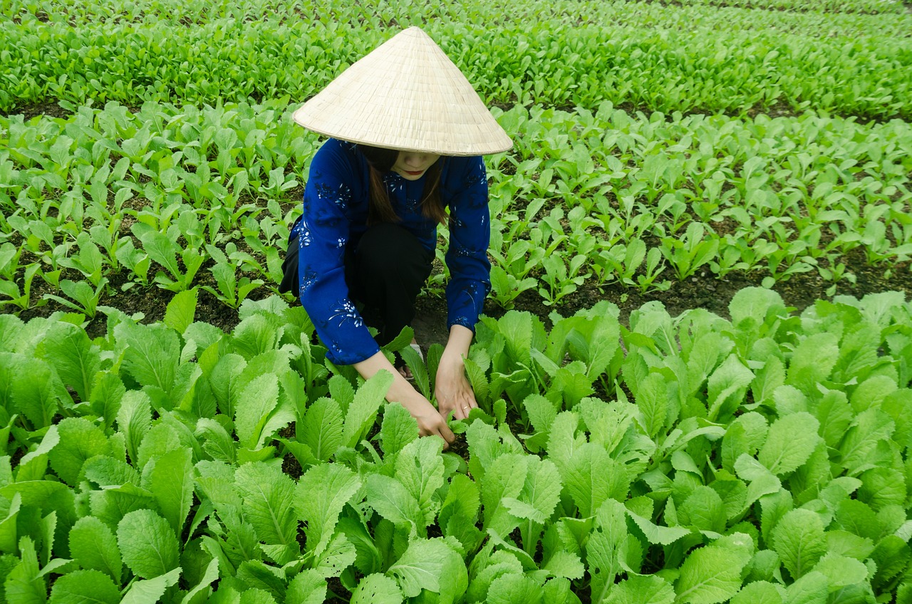 最新岩茶行情概览，市场走势、未来展望与产业动态分析