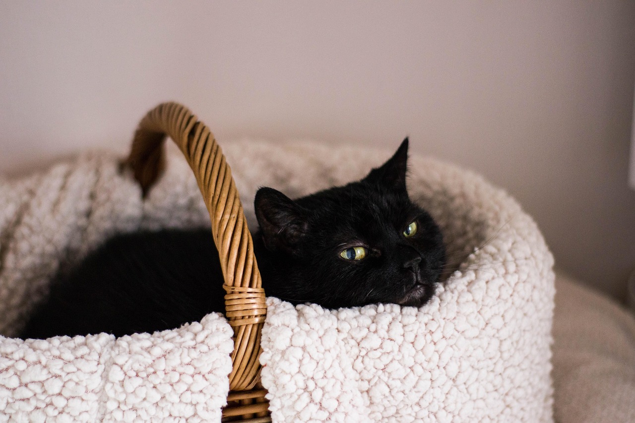 探索猫咪世界的无限魅力，最新猫咪网资讯平台