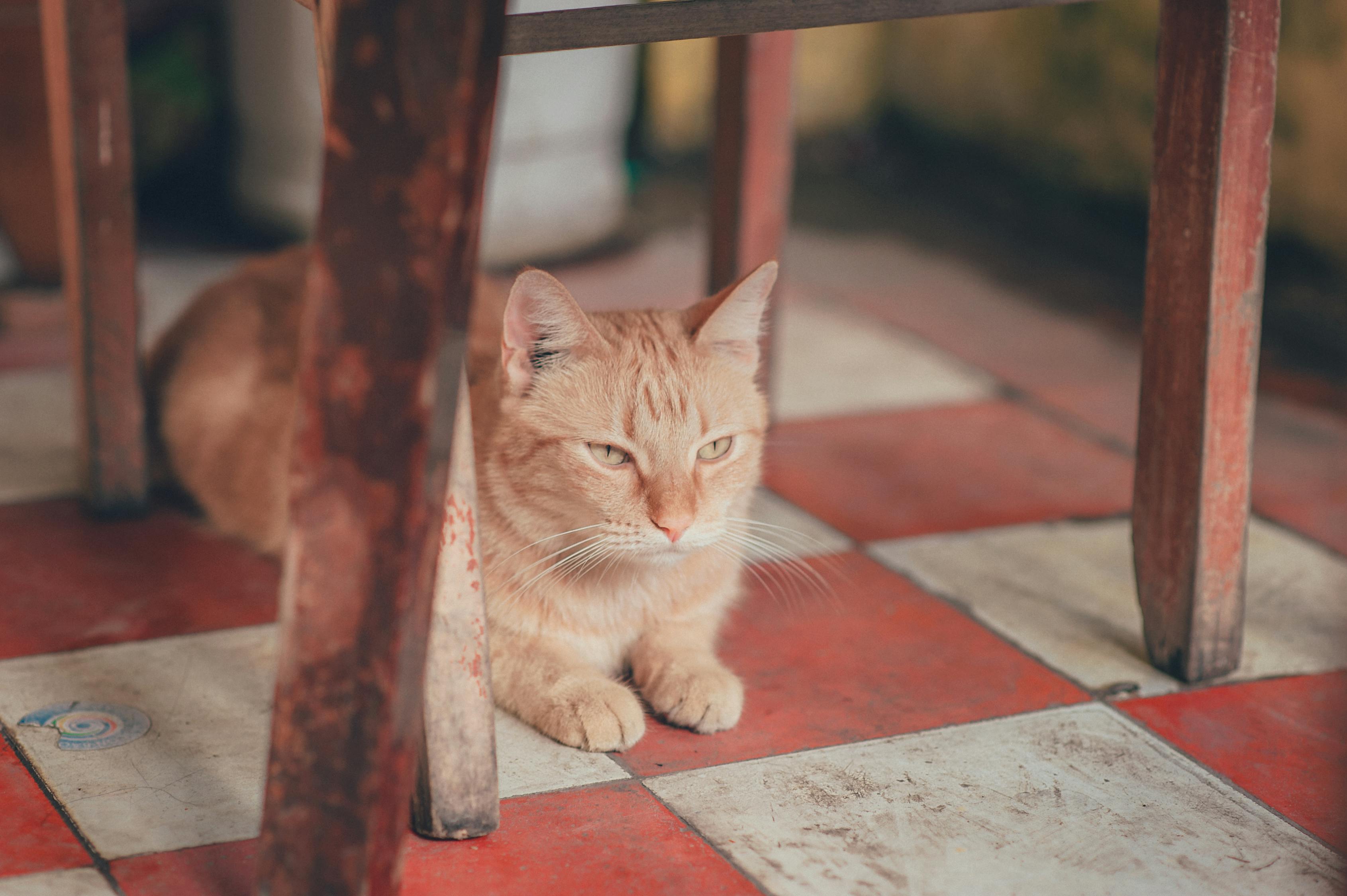猫咪官方版，探索猫的世界，呈现最佳养猫体验之旅