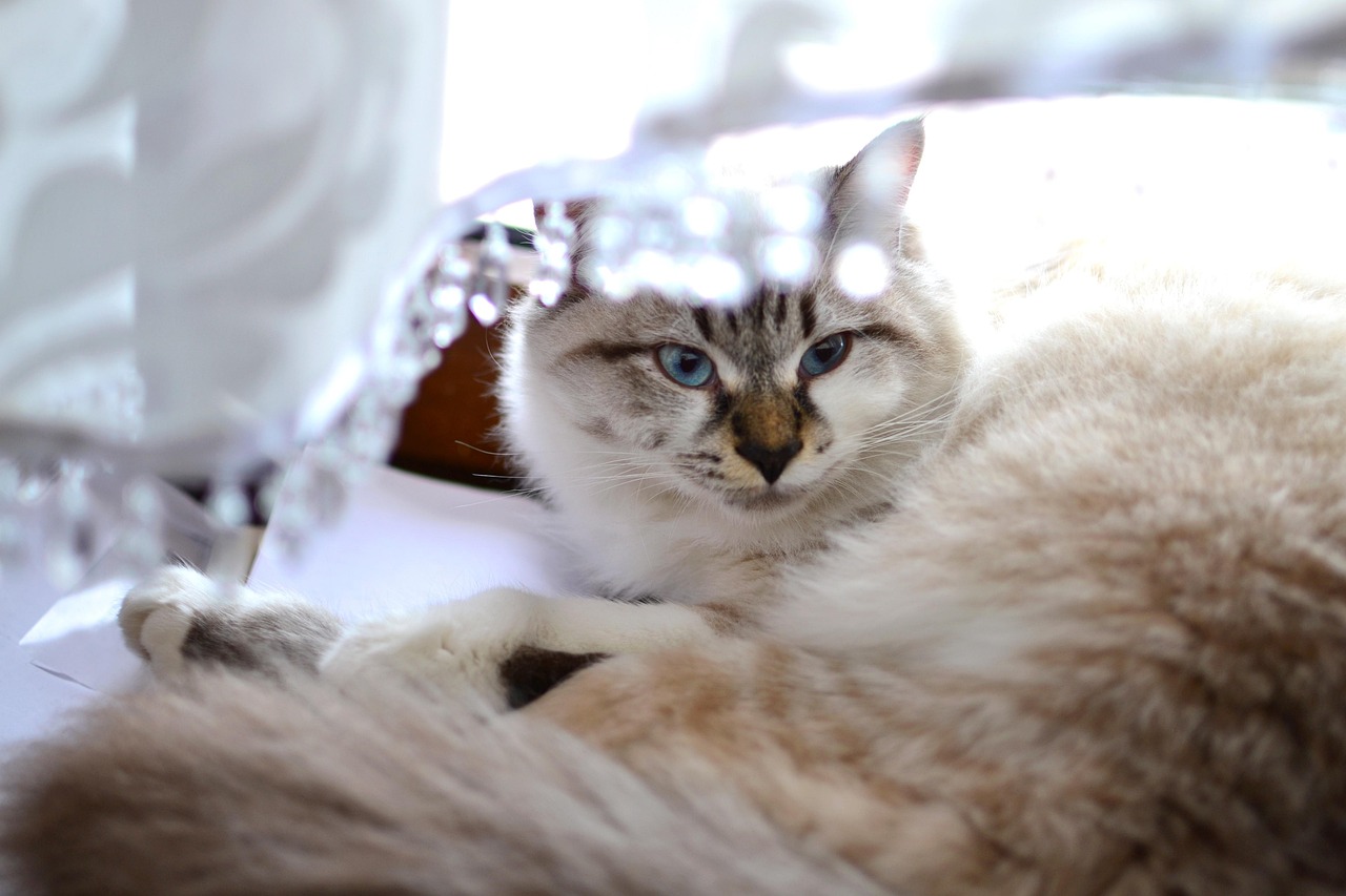 捕捉猫咪魔法魅力，电影中的猫之魅力展现