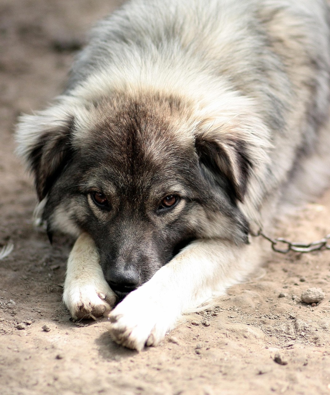 犬伤分级标准更新，重要性、影响及启示