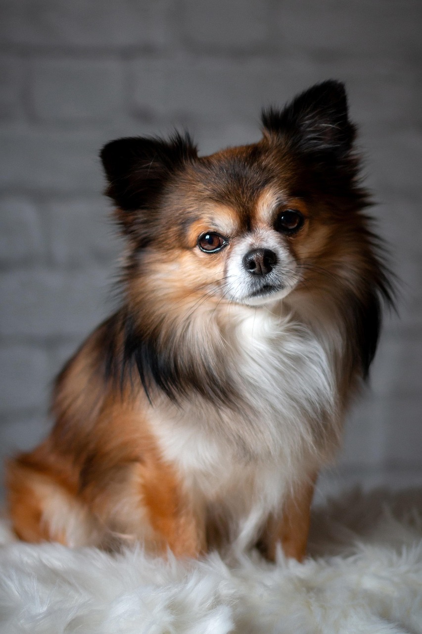 犬比赛，展现犬类魅力的竞技盛宴